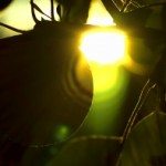 apple-on-the-sunset-1428719-m