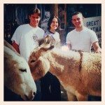 donkeys average advocate